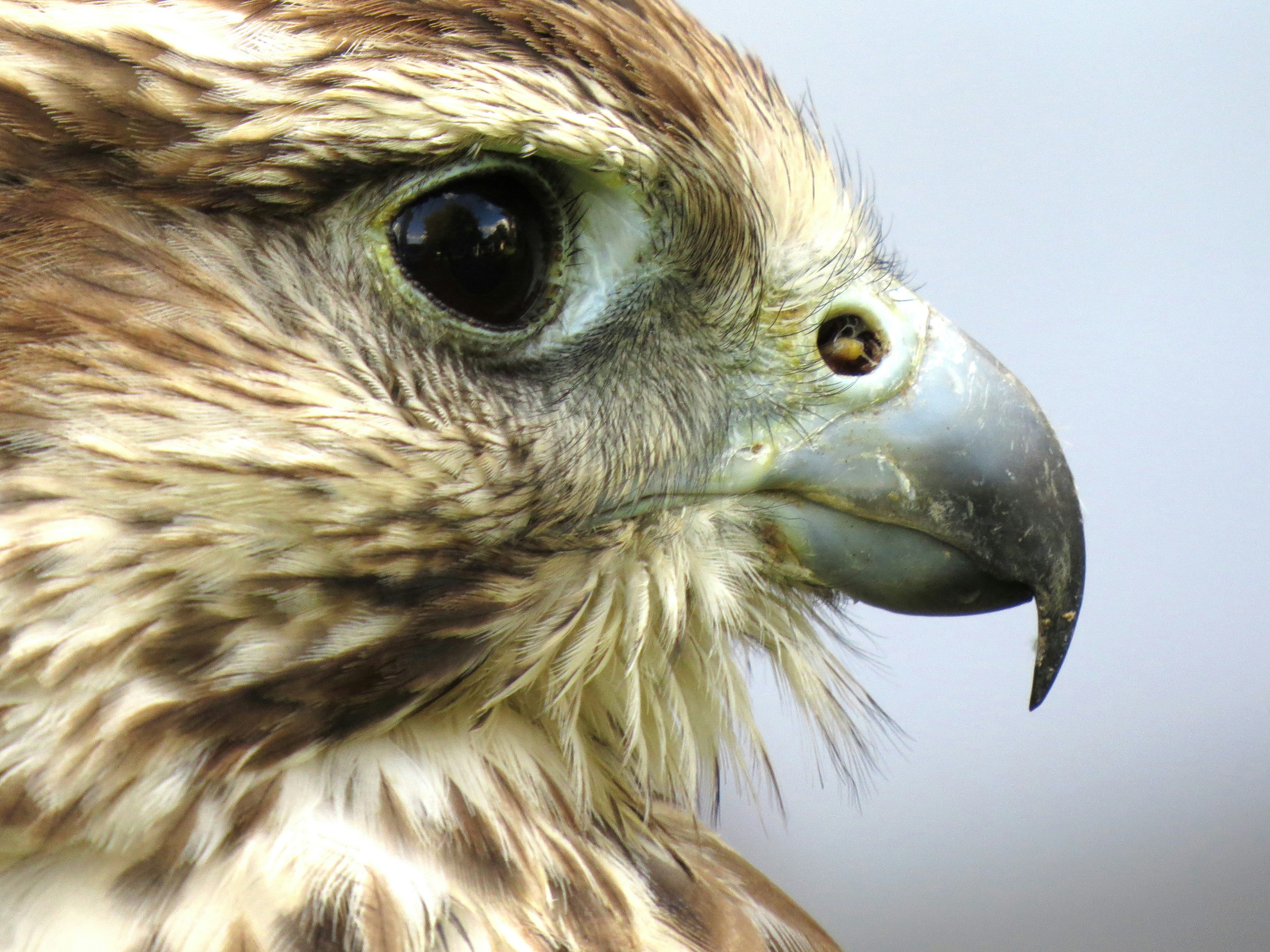 bird in shallow focus